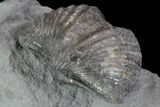 Brachiopod (Mucrospirifer) Fossil - Windom Shale, NY #95950-2